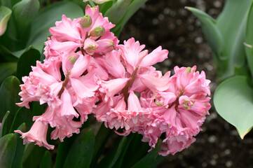 light pink hyacinth flowers (seen from above)