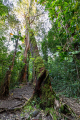 Moss grows on a tree in the trail through ancient forest in Waikamoi Nature Preserve along the road to Hana, Maui, Hawaii
