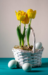 Bright yellow tulips in a white basket and Easter eggs on a turquoise background.