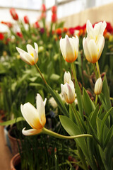 Tulip Concerto for a magazine or website. Botanical Garden. Europe