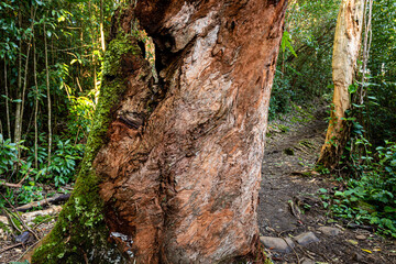 The bark of an old tree displays random patterns and varying colors, part of the old growth forest in Waikamoi Nature Preserve along the road to Hana, Maui, Hawaii
