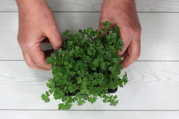 Naklejka na ściany i meble horticulture seedlings of common parsley horticulture seedlings of common parsley