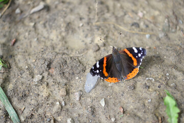 butterfly on the ground