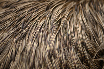 close up of bronze-coloured feathers