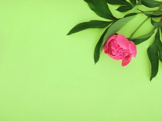 Pink flower on a green background 