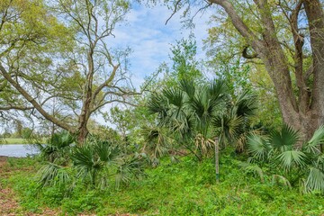 Fototapeta na wymiar Palmetto Stand in Couturie Forest with 