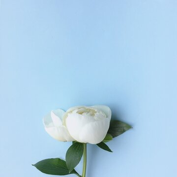 white peone on blue background