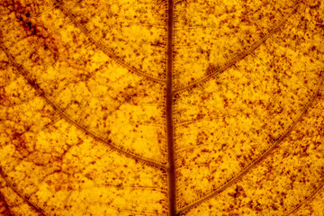 Macro shot of a leaf showing thee details of body parts.  It provides good illustration for botany or botanical study or plant study. 