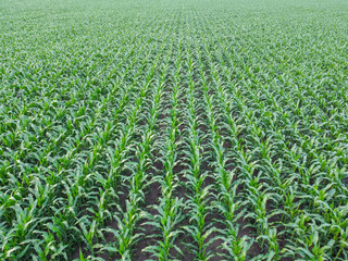 Corn field aerial view, rows of green corn top view. Quadcopter flight over farm fields