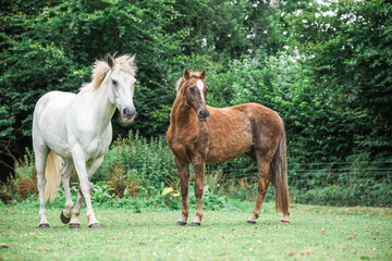 Obraz na płótnie Canvas Two Ponies in a field