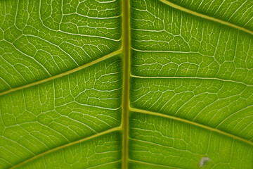 Macro shot of a leaf showing thee details of body parts.  It provides good illustration for botany or botanical study or plant study. 