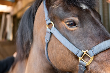 Close-up of a New Forest Pony, showing his head and bridle. Located in a stables, he is being...