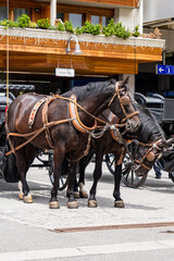 Naklejka na ściany i meble Vertical photo of horse-drawn vehicle in Zermatt town