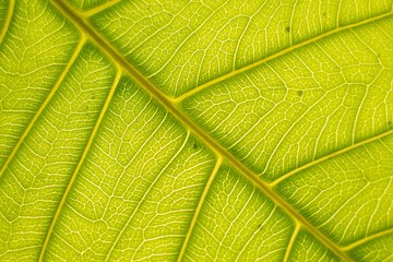 Macro shot of a leaf showing thee details of body parts.  It provides good illustration for botany or botanical study or plant study. 