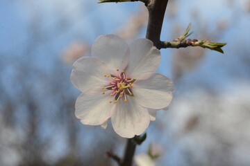 blossom in spring