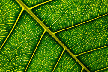 Macro shot of a leaf showing thee details of body parts.  It provides good illustration for botany...