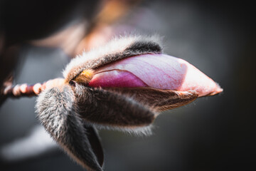 Magnolie