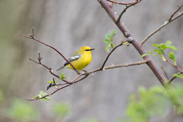 A Blue-winged warbler perches in a rose bush at Rosetta McClain Gardens during spring migration in Scarborough, Ontario.