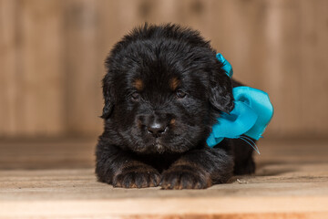 Tibetan Mastiff puppy with turquoise ribbon