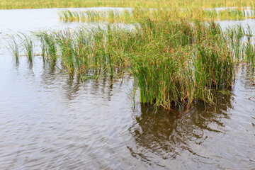 Closeup to sedge or grass flower field at lake or swamp.