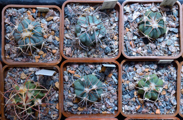 Potted cactuses (Parryi), close up