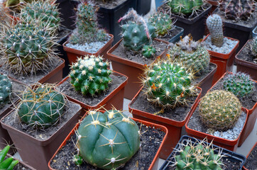 Potted cactuses blooming beautiful flowers