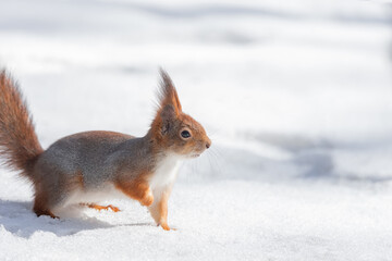 Squirrel in winter sits on a tree.