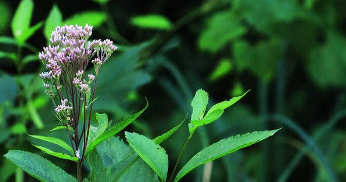 View of Sweet Joe-Pye-weed, Eutrochium purpureum, in flower 4K