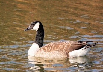 Kanadagans auf dem Teich schwimmend. Vogelbeobachtung im Naturschutzgebiet an den Lippeauen zwischen Dolberg und Uentrop.
