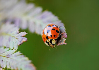 Fototapeta premium Marienkäfer auf dem Blatt eines Farns mit grünem Hintergrund. Insekt in roter Farbe mit schwarzen Punkten.