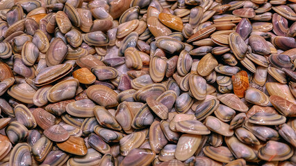 Dozens of wedge clams or coquinas (Donax trunculus) for sale in the food market of Valencia, Spain. Full-frame closeup of edible saltwater fresh molluscs in the shell