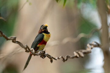 The Collared aracari toucan (Pteroglossus torquatus)