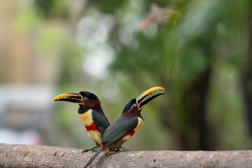 The Collared aracari toucan (Pteroglossus torquatus)