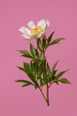 Delicate pale pink simple peony flower a isolated on a pink background.