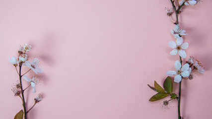 Close up of white blossom tree branches on each side of pink background, spring concept with copy space, flat lay, top view