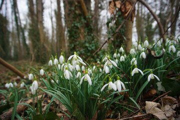 Fototapeta premium Snowdrops growing in Wandlebury Country Park, near Cambridge, Spring 2021, February