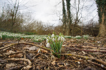 Snowdrops growing in Wandlebury Country Park, near Cambridge, Spring 2021, February