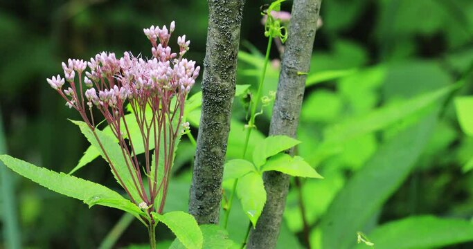 Sweet Joe-Pye-weed, Eutrochium purpureum, in flower 4K