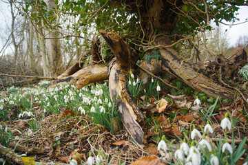 Naklejka na ściany i meble Snowdrops growing in Wandlebury Country Park, near Cambridge, Spring 2021, February