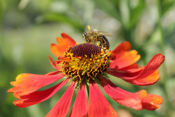 Zinnie mit Honigbiene