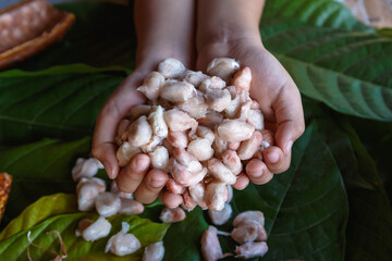 Fresh cocoa beans in hand