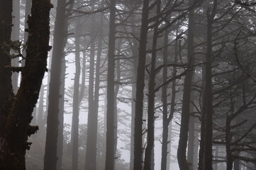 Pine trees forest covered with silvery fog