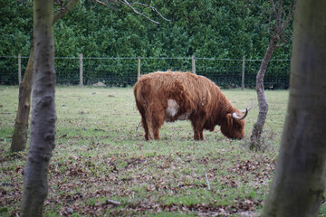 Scottish cow, cattle, bull