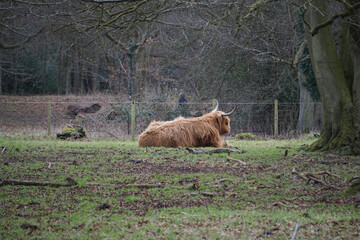 Scottish cattle in Wandlebury Country Park, February 2021