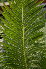 Leaves background. Closeup view of Blechnum gibbum, also known as miniature tree fern, beautiful...