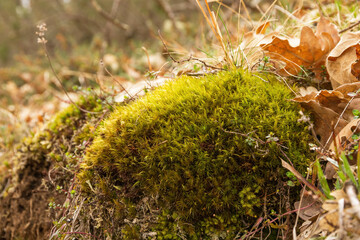 Moss among fallen oak leaves in spring 