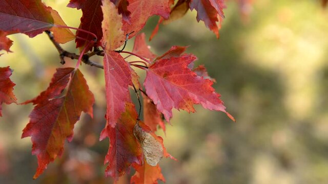 A branch of the Tatar maple tree with red leaves sways in the wind in autumn.