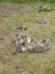 family of ducks