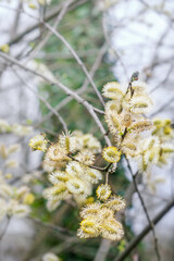 Pussy-willow branch  with catkins in spring