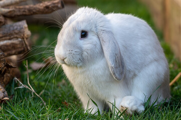 White Cute Holland lop rabbit